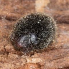 Coccinellidae (family) at Fraser, ACT - 4 Sep 2024