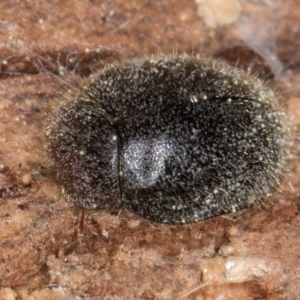 Coccinellidae (family) at Fraser, ACT - 4 Sep 2024