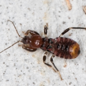 Ectomocoris sp. (genus) at Fraser, ACT - 4 Sep 2024