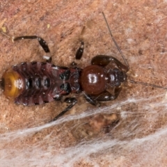 Ectomocoris sp. (genus) at Fraser, ACT - 4 Sep 2024