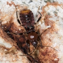 Ectomocoris sp. (genus) at Fraser, ACT - 4 Sep 2024 01:03 PM