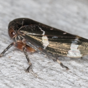 Eurypella tasmaniensis at Fraser, ACT - 4 Sep 2024