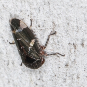 Eurypella tasmaniensis at Fraser, ACT - 4 Sep 2024