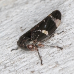 Eurypella tasmaniensis at Fraser, ACT - 4 Sep 2024 01:04 PM