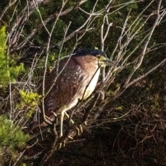 Nycticorax caledonicus (Nankeen Night-Heron) at Bundaberg North, QLD - 5 Jul 2024 by Petesteamer