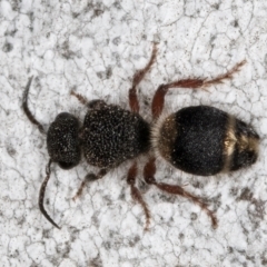 Odontomyrme sp. (genus) (A velvet ant) at Fraser, ACT - 4 Sep 2024 by kasiaaus