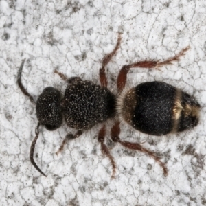 Odontomyrme sp. (genus) at Fraser, ACT - 4 Sep 2024 01:16 PM