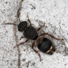 Odontomyrme sp. (genus) at Fraser, ACT - 4 Sep 2024 01:16 PM