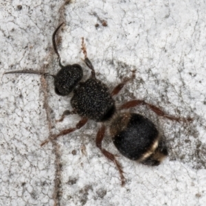 Odontomyrme sp. (genus) at Fraser, ACT - 4 Sep 2024 01:16 PM