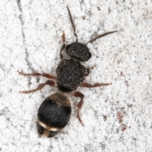 Odontomyrme sp. (genus) at Fraser, ACT - 4 Sep 2024 01:16 PM