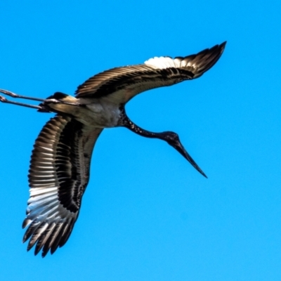 Ephippiorhynchus asiaticus (Black-necked Stork) at Kepnock, QLD - 18 Jul 2024 by Petesteamer