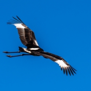 Ephippiorhynchus asiaticus at Kepnock, QLD - 18 Jul 2024