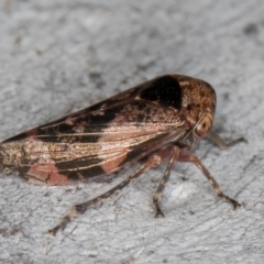 Eurymeloides adspersa (Gumtree hopper) at Fraser, ACT - 4 Sep 2024 by kasiaaus