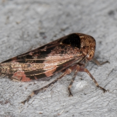 Eurymeloides adspersa (Gumtree hopper) at Fraser, ACT - 4 Sep 2024 by kasiaaus