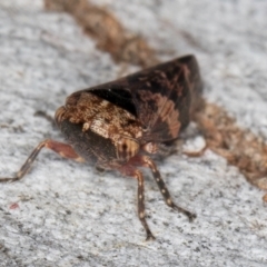 Eurymeloides adspersa at Fraser, ACT - 4 Sep 2024 01:18 PM