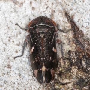 Eurymeloides punctata at Fraser, ACT - 4 Sep 2024 01:20 PM