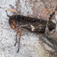 Eurymeloides punctata at Fraser, ACT - 4 Sep 2024 01:20 PM