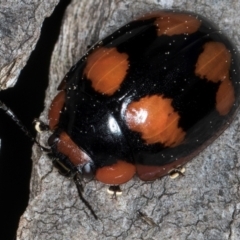 Paropsisterna beata (Blessed Leaf Beetle) at Fraser, ACT - 4 Sep 2024 by kasiaaus