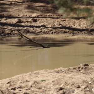 Nesoptilotis leucotis at Rankins Springs, NSW - 29 Sep 2018 09:37 AM