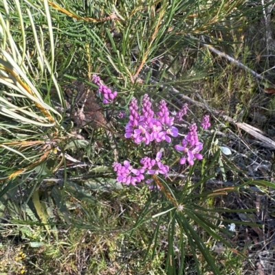 Comesperma ericinum (Heath Milkwort) at Moollattoo, NSW - 6 Sep 2024 by lbradley