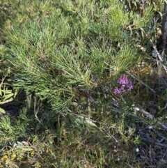 Comesperma ericinum at Moollattoo, NSW - 6 Sep 2024 04:00 PM