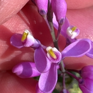 Comesperma ericinum at Moollattoo, NSW - 6 Sep 2024 04:00 PM