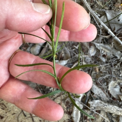 Hybanthus monopetalus (Slender Violet) at Moollattoo, NSW - 6 Sep 2024 by lbradley