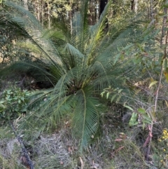 Macrozamia communis (Burrawang) at Moollattoo, NSW - 6 Sep 2024 by lbradley