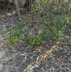 Acacia binervata at Moollattoo, NSW - 6 Sep 2024