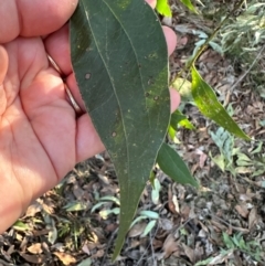 Acacia binervata at Moollattoo, NSW - 6 Sep 2024