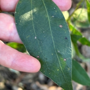 Acacia binervata at Moollattoo, NSW - 6 Sep 2024