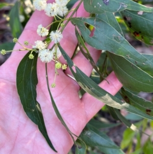 Acacia binervata at Moollattoo, NSW - 6 Sep 2024