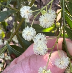 Acacia binervata at Moollattoo, NSW - 6 Sep 2024