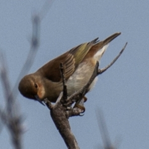 Myzomela sanguinolenta at Bargara, QLD - 1 Jul 2024