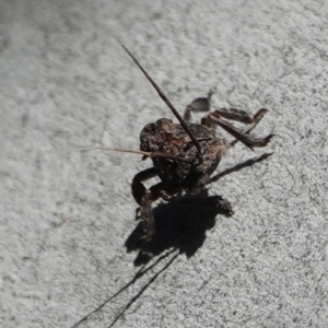 Fulgoroidea sp. (superfamily) at Hall, ACT - 6 Sep 2024