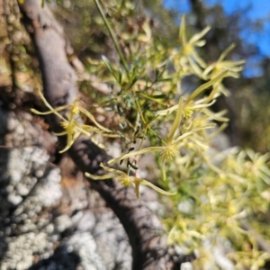 Clematis leptophylla at Captains Flat, NSW - 6 Sep 2024