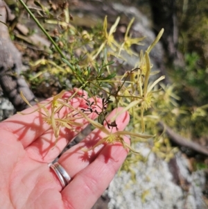 Clematis leptophylla at Captains Flat, NSW - 6 Sep 2024