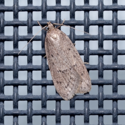 Chezala privatella (A Concealer moth) at Harrison, ACT - 5 Sep 2024 by DPRees125