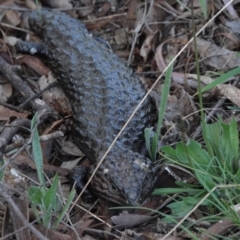 Tiliqua rugosa (Shingleback Lizard) at Hall, ACT - 6 Sep 2024 by Anna123