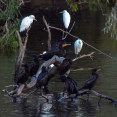 Phalacrocorax carbo (Great Cormorant) at Bundaberg North, QLD - 5 Jul 2024 by Petesteamer