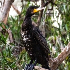 Phalacrocorax carbo at Bundaberg North, QLD - 5 Jul 2024