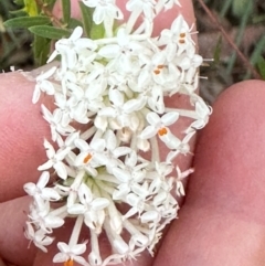 Pimelea linifolia (Slender Rice Flower) at Moollattoo, NSW - 6 Sep 2024 by lbradley