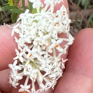 Pimelea linifolia at Moollattoo, NSW - 6 Sep 2024