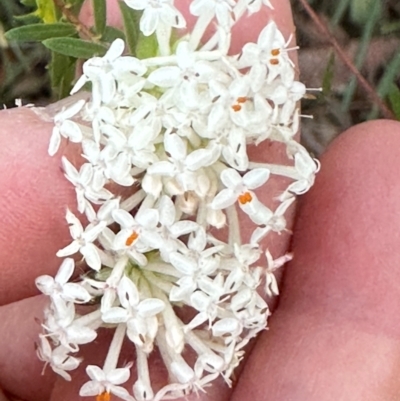 Pimelea linifolia (Slender Rice Flower) at Moollattoo, NSW - 6 Sep 2024 by lbradley