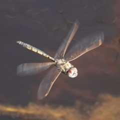 Hemicordulia tau (Tau Emerald) at Hall, ACT - 6 Sep 2024 by Anna123