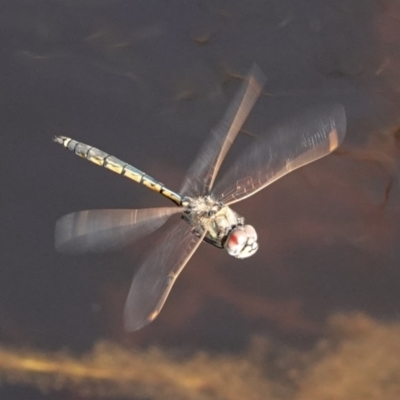 Hemicordulia tau (Tau Emerald) at Hall, ACT - 6 Sep 2024 by Anna123