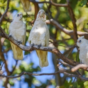 Cacatua sanguinea at Bundaberg North, QLD - 18 Jul 2024