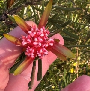 Lambertia formosa at Moollattoo, NSW - 6 Sep 2024