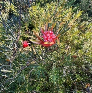 Lambertia formosa at Moollattoo, NSW - 6 Sep 2024