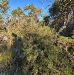 Lambertia formosa at Moollattoo, NSW - 6 Sep 2024